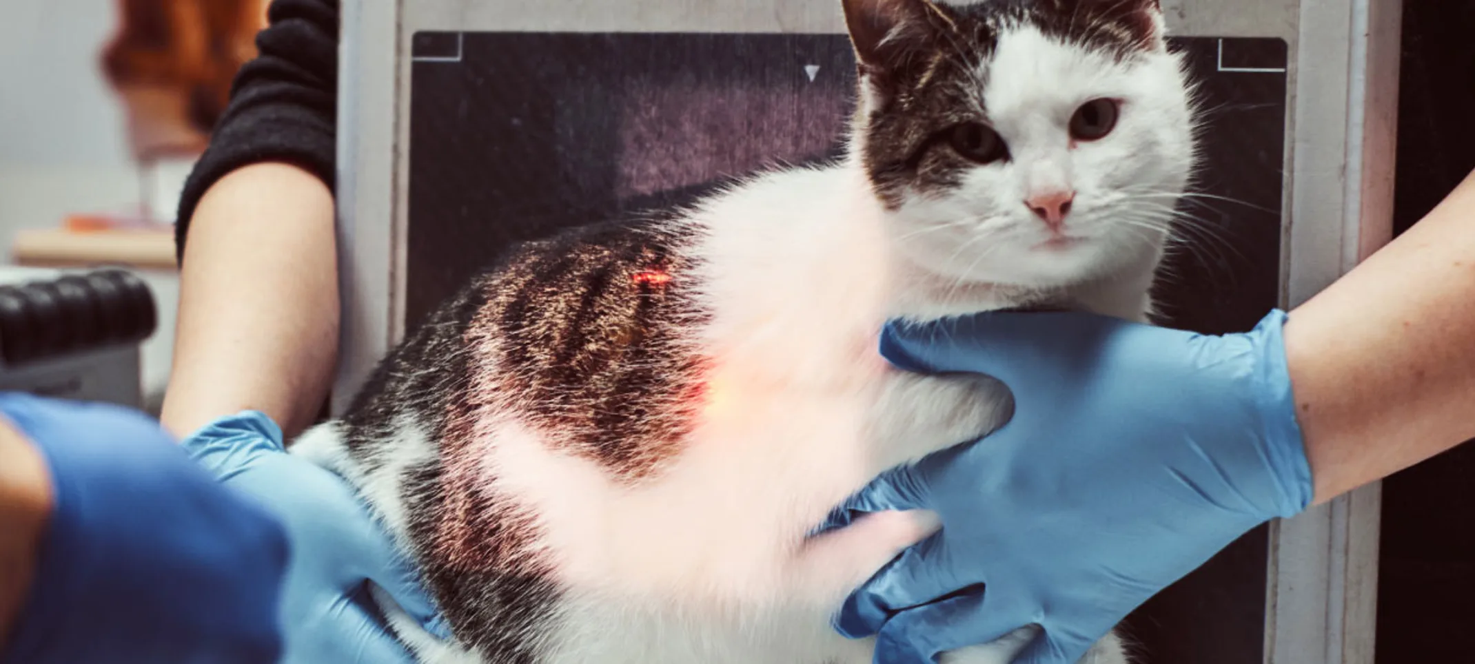 White and black cat getting an x-ray by staff members on a clinical table.